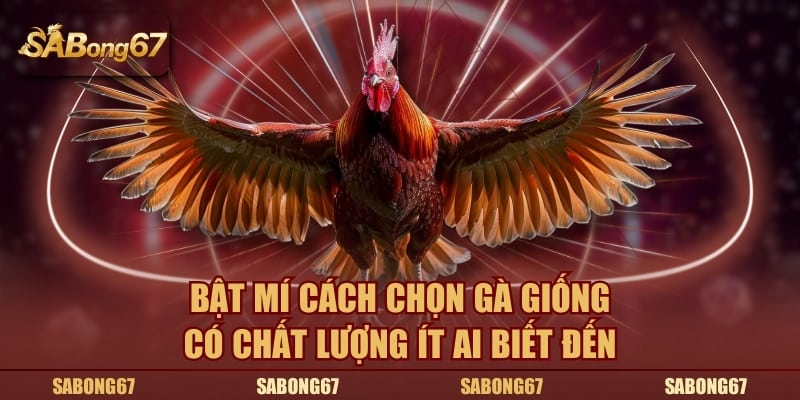 Bật mí cách chọn gà giống có chất lượng