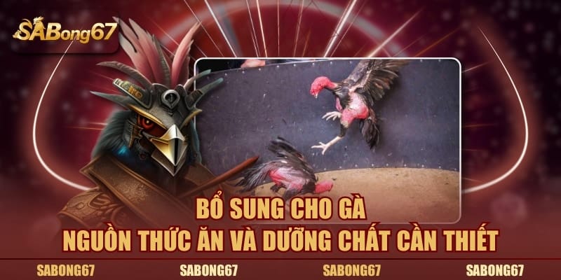 Bổ sung cho gà nguồn thức ăn và dưỡng chất cần thiết