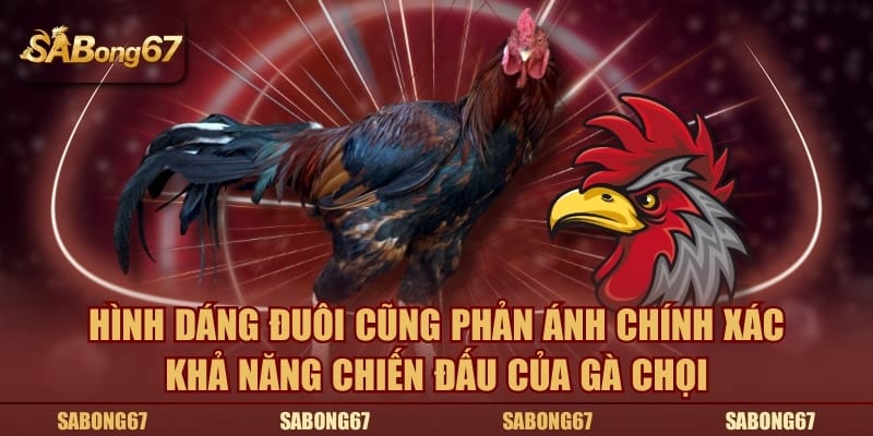 Hình dáng đuôi cũng phản ánh chính xác khả năng chiến đấu của gà chọi