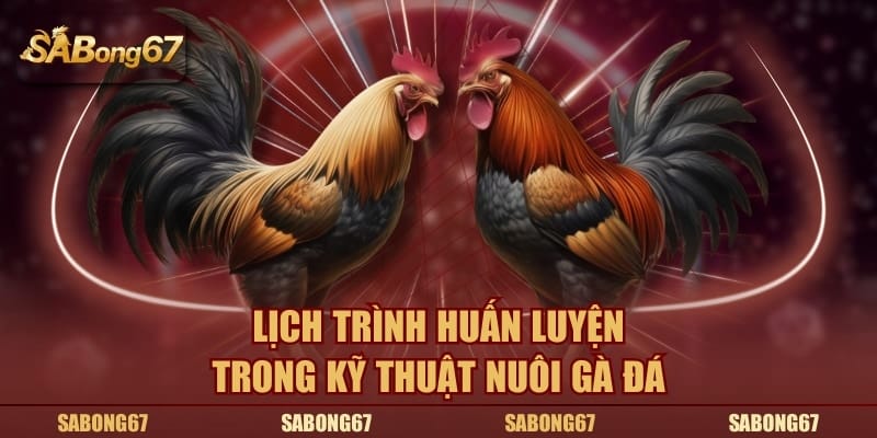 Lịch trình huấn luyện trong kỹ thuật nuôi gà đá