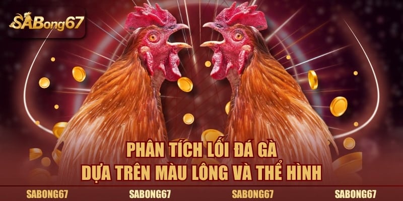 Phân tích lối đá gà dựa trên màu lông và thể hình
