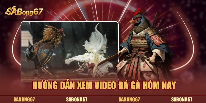 Hướng dẫn xem video đá gà hôm nay