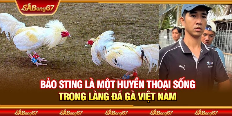 Idol Bảo Sting Nổi Tiếng Với Phong Cách Chơi Gà Độc Đáo 2 Bảo Sting là một huyền thoại sống trong làng đá gà Việt nam