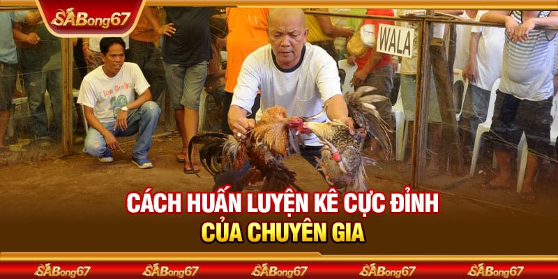 Sư Kê Phu Phu - Chuyên Gia Đá Gà Nổi Tiếng Bậc Nhất Sabong67 4 Cách huấn luyện kê cực đỉnh của chuyên gia