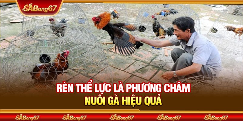 Cùng Sabong67 Tìm Hiểu Ông Thầy Huyền Thoại Nổi Bật Trong Đá Gà Thomo 3 Rèn thể lực là phương châm nuôi gà hiệu quả